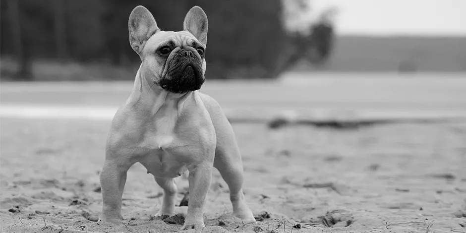 Purina bulldog frances online